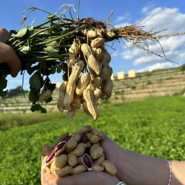 鲜富硒黑花生，绿色 自主品牌都有证。两万多亩。