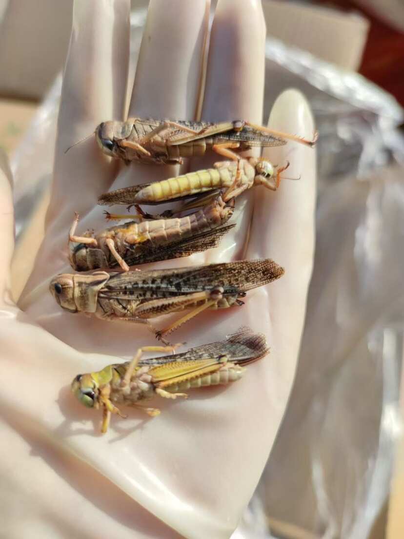 新鲜速冻蚂蚱蝗虫蚱蜢冰冻公母混合装公母带翅蚂蚱油炸椒盐烧烤