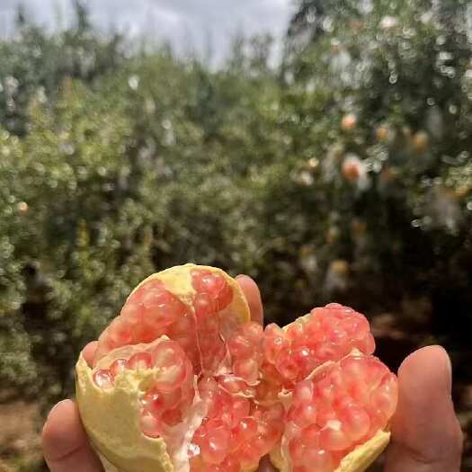 蒙自市蒙自观颜石榴 酸甜可口 汁多皮薄 质量保证 果园直邮 坏果包