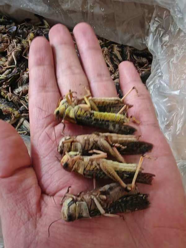 新鲜速冻蚂蚱蝗虫蚱蜢冰冻公母混合装公母带翅蚂蚱油炸椒盐烧烤