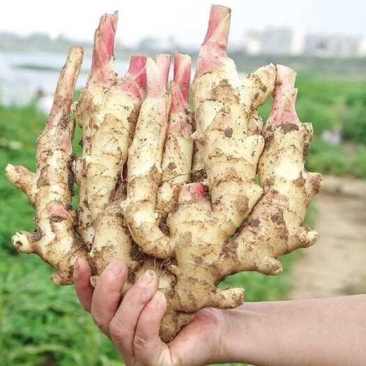 界首市新姜人工挑选精品