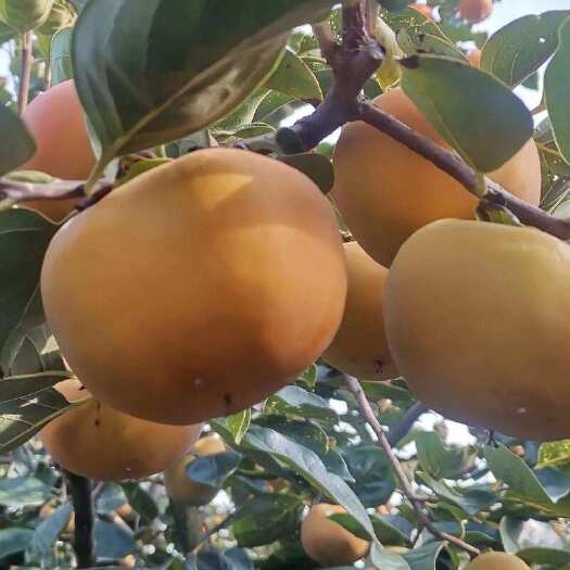 兰陵县大量出售；牛心柿子、磨柿等、柿饼加工柿子量大