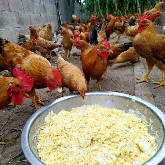 昆山市农家散养土鸡