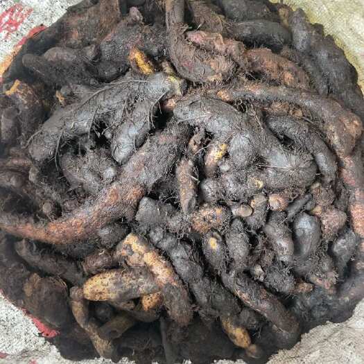 罗城县骨碎补 纯