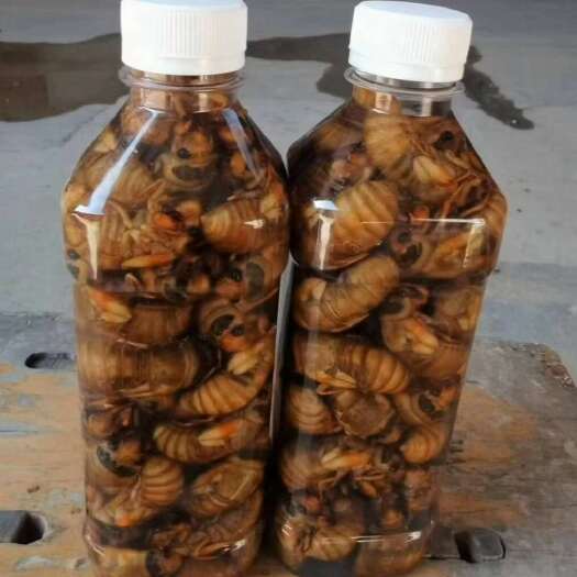 萧县金蝉