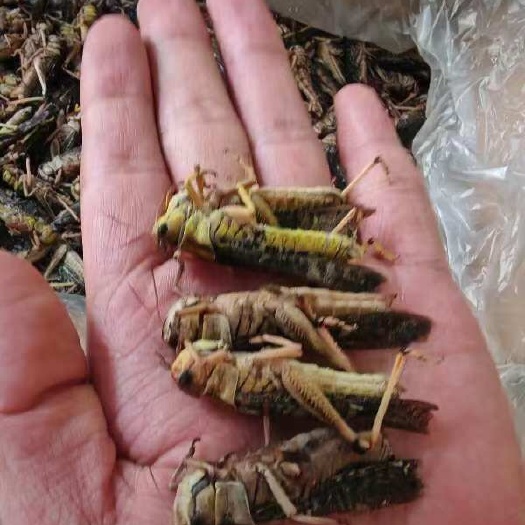 新鲜速冻蚂蚱蝗虫蚱蜢冰冻公母混合装公母带翅蚂蚱油炸椒盐烧烤