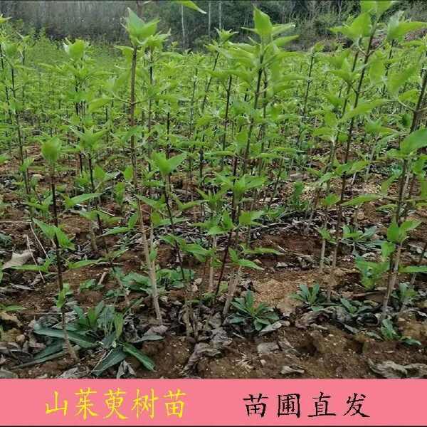 种植中药材山茱萸树苗种苗山萸肉苗枣皮苗绿化苗木盆景花卉苗庭院