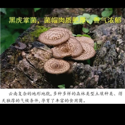 金川縣野山珍海撥3500鵝蛋菌虎掌菌老人頭菌