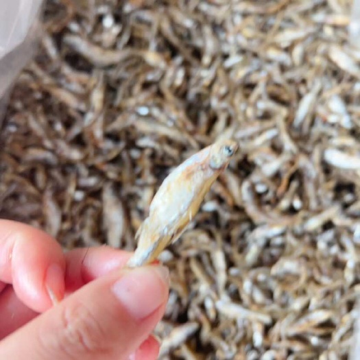 佛山鱼干 油炸小翘嘴鱼干 地摊 批发电商 油 不会苦 小鱼干