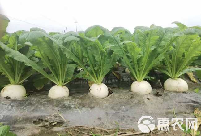 《推荐》湖北高山圆白萝卜