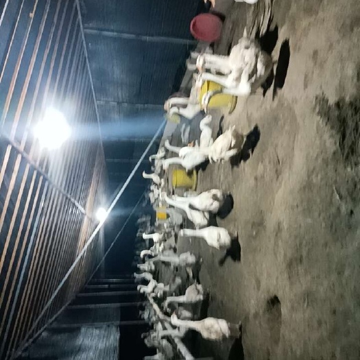 如皋市三苑老鹅批发