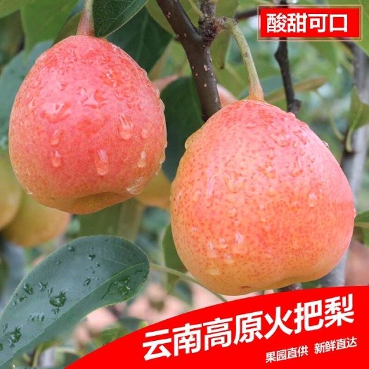 昆明云南高原红梨火把梨酸甜酥脆大果新鲜梨子香酥梨水果多汁细腻