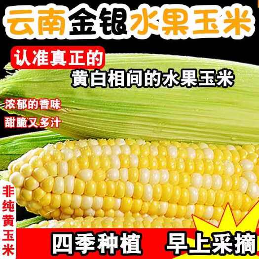 昆明一件代发云南水果玉米  花超包邮包售后电商供应链全年供应