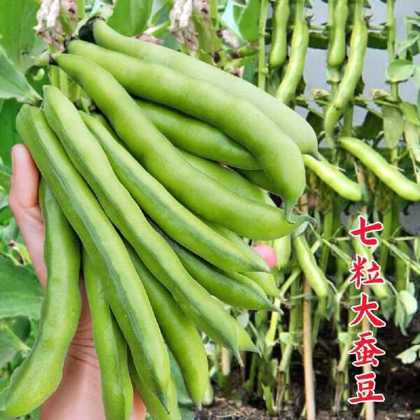 蚕豆种子农家秋冬季种植蔬菜种子大蚕豆甜脆好吃