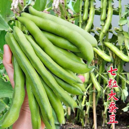 祁东县蚕豆种子农家秋冬季种植蔬菜种子大蚕豆甜脆好吃