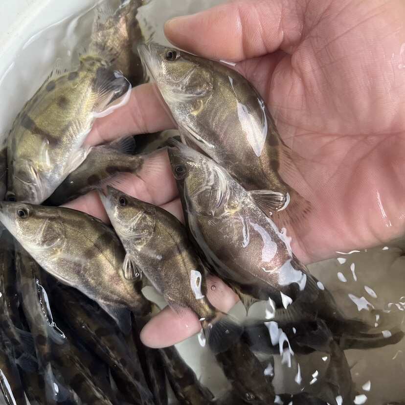 桂花鱼苗鳜鱼苗淡水鱼塘水库养殖精品凶猛肉食桂鱼苗鳌花鱼可专养