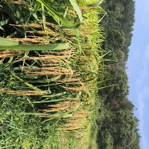 光山县籼稻谷5431.秋两优新占一等米。