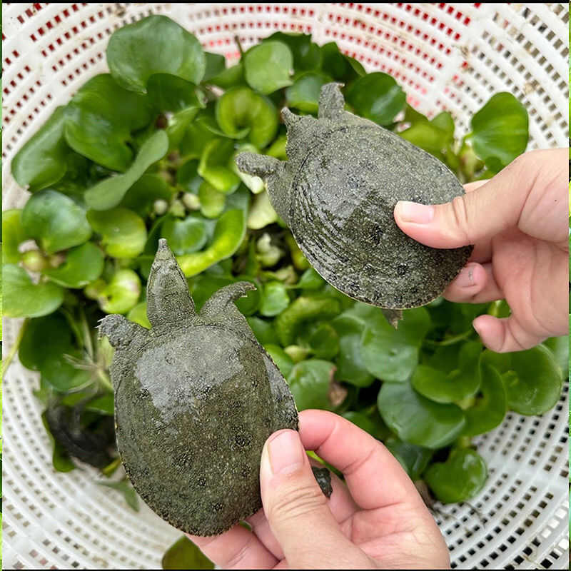 小甲鱼苗批发多中华鳖大苗水鱼团鱼甲鱼苗