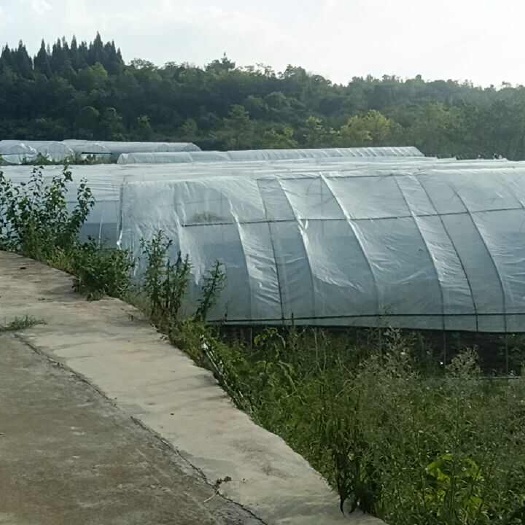 草莓连栋大棚825，9成新，需要的人可以联系我，处理