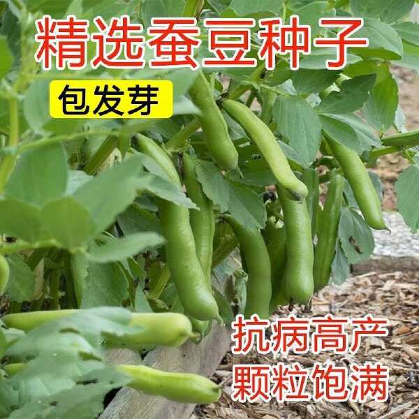 蚕豆种子农家秋冬季种植蔬菜种子大蚕豆甜脆好吃