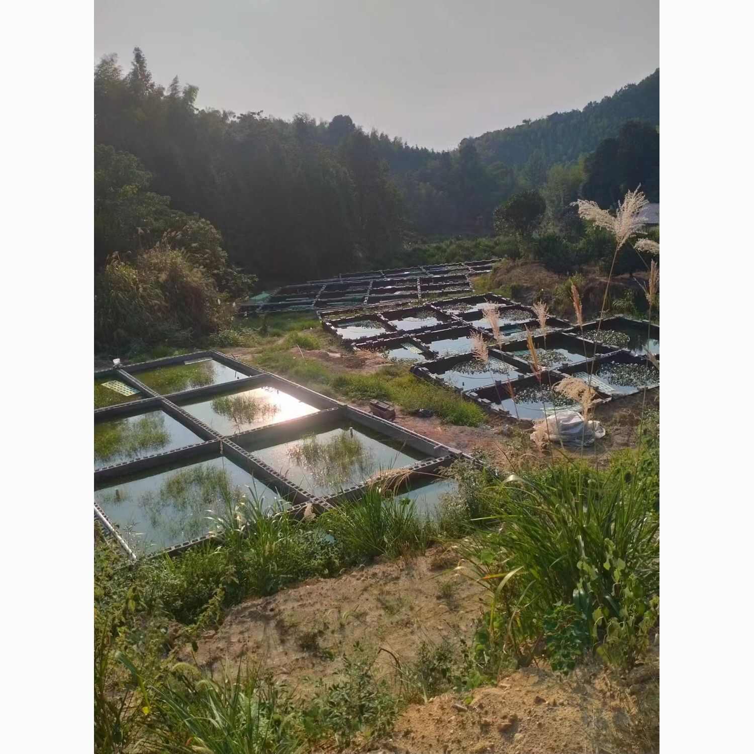 小甲鱼苗批发多中华鳖大苗水鱼团鱼甲鱼苗