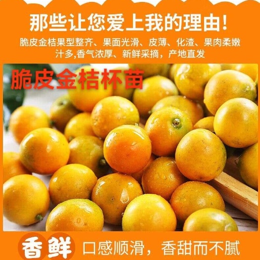 荔浦市脆皮金桔杯苗  70-90高