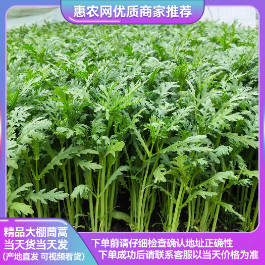 精品茼蒿 淮安本地茼蒿 一手货源 产地直发 视频看货