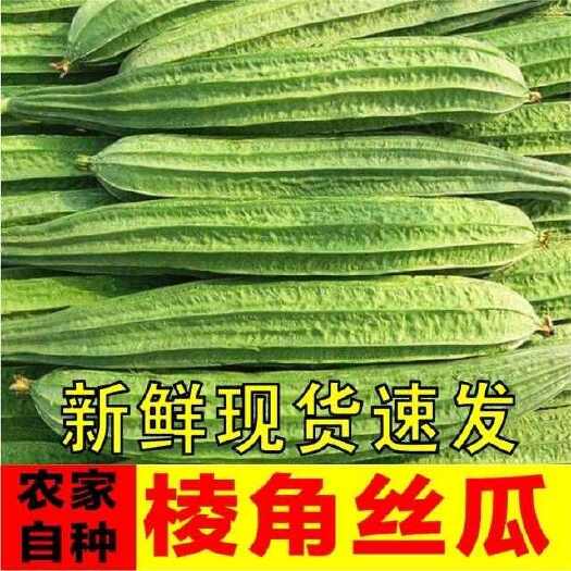 鲜嫩棱角长丝瓜八菱角奶丝瓜3/5斤农家新鲜蔬菜批发包邮