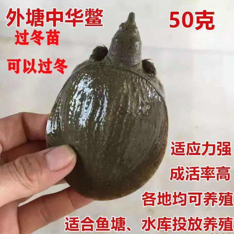 小甲鱼苗批发多中华鳖大苗水鱼团鱼甲鱼苗