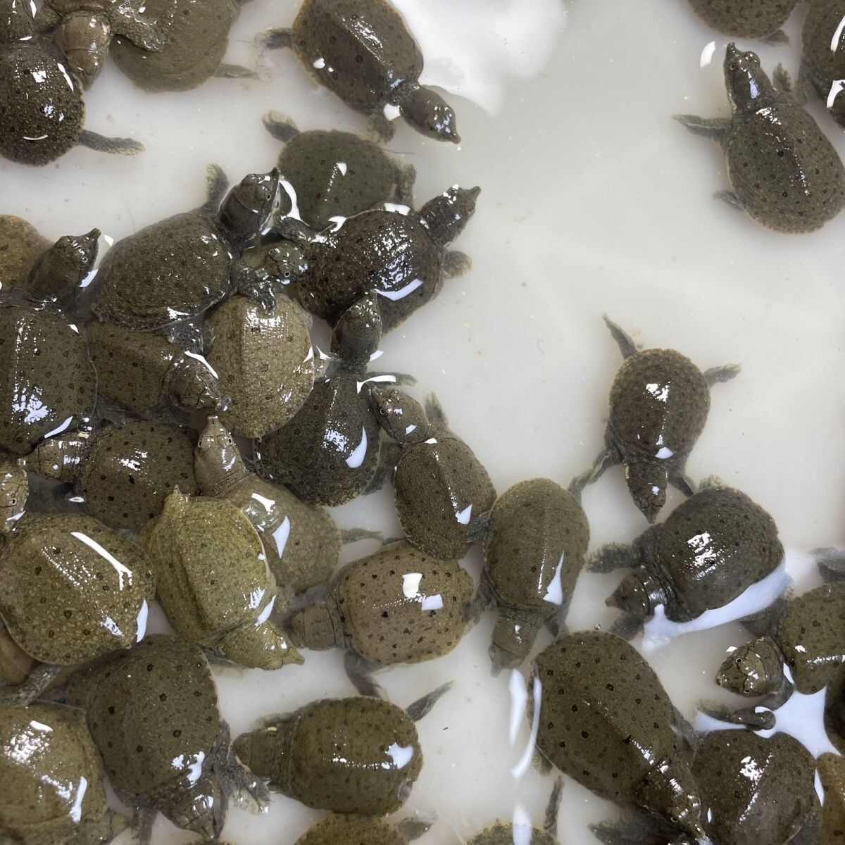 小甲鱼苗批发多中华鳖大苗水鱼团鱼甲鱼苗