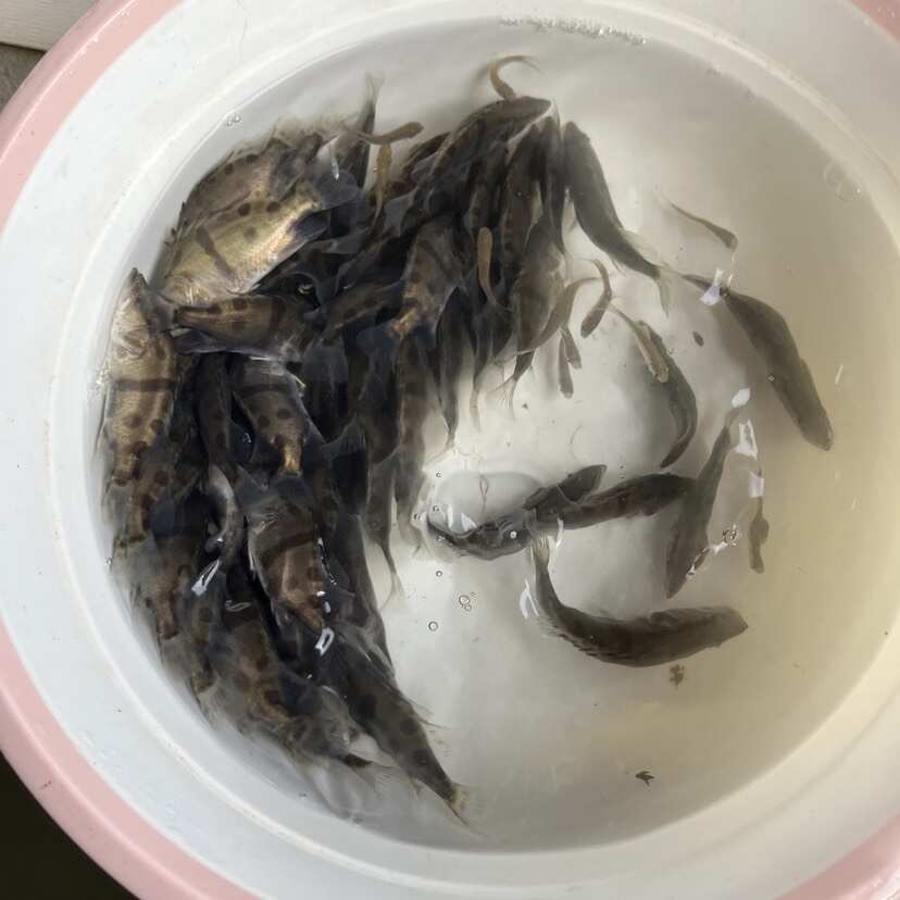 桂花鱼苗鳜鱼苗淡水鱼塘水库养殖精品凶猛肉食桂鱼苗鳌花鱼可专养