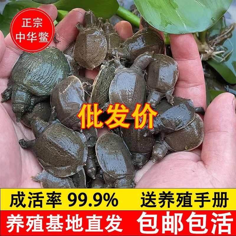 小甲鱼苗批发多中华鳖大苗水鱼团鱼甲鱼苗