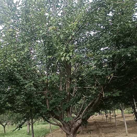 郯城县18公分樱花—苗圃清地处理