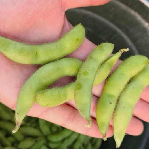 南乐县毛豆批发，新鲜毛豆，价格实惠