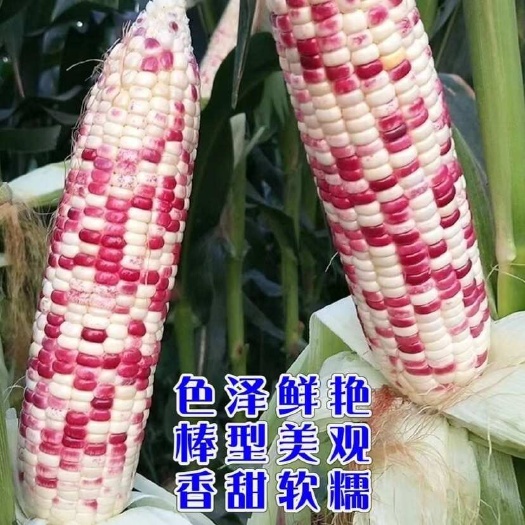 南宁广西花糯玉米香糯早餐带餐可一件代发质量保证好