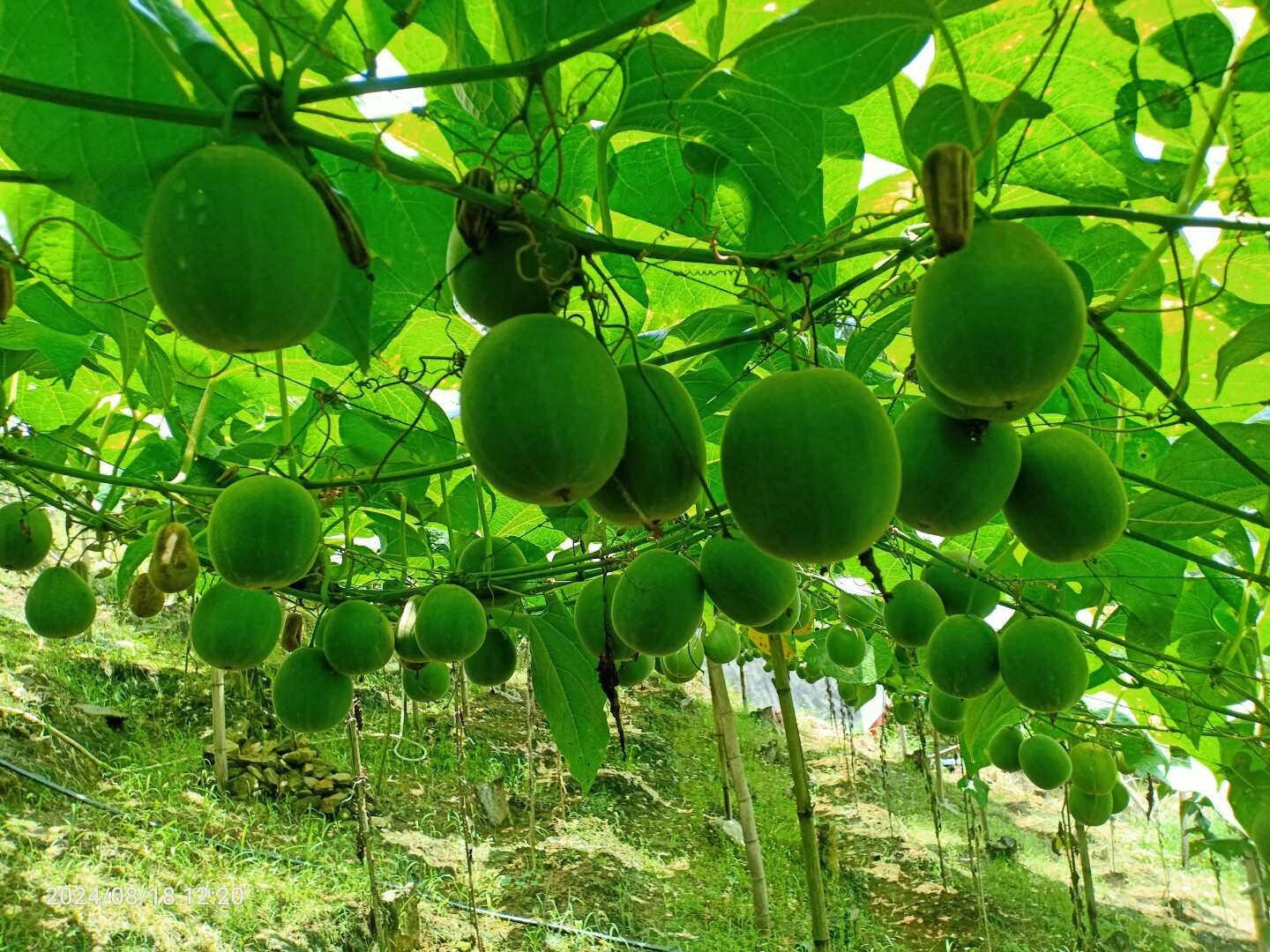罗汉果鲜果