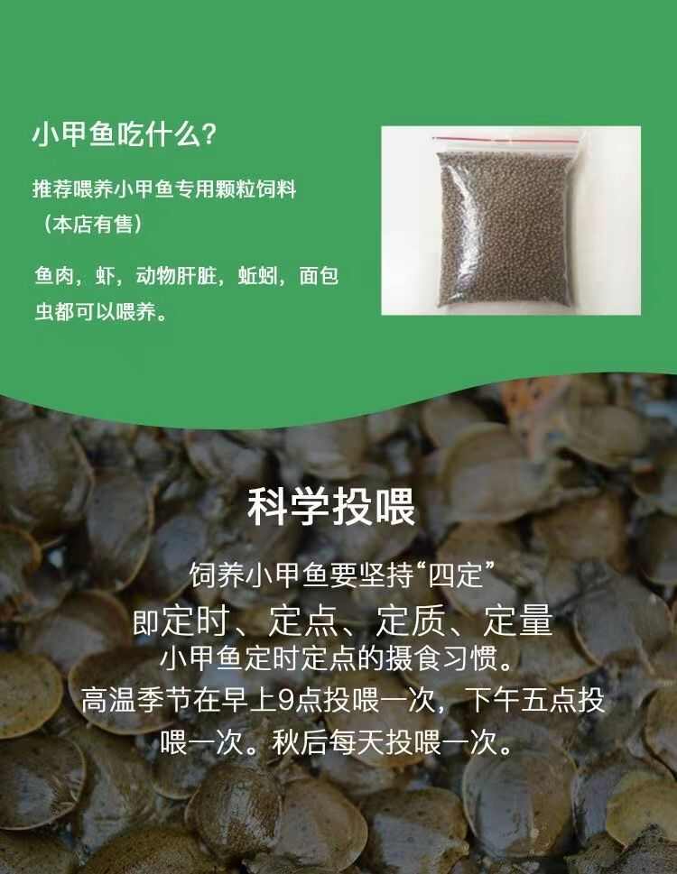 小甲鱼苗批发多中华鳖大苗水鱼团鱼甲鱼苗