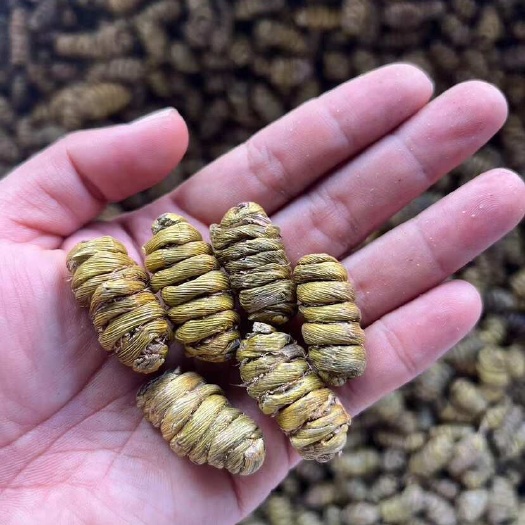铁皮石斛枫斗1.4颗粒