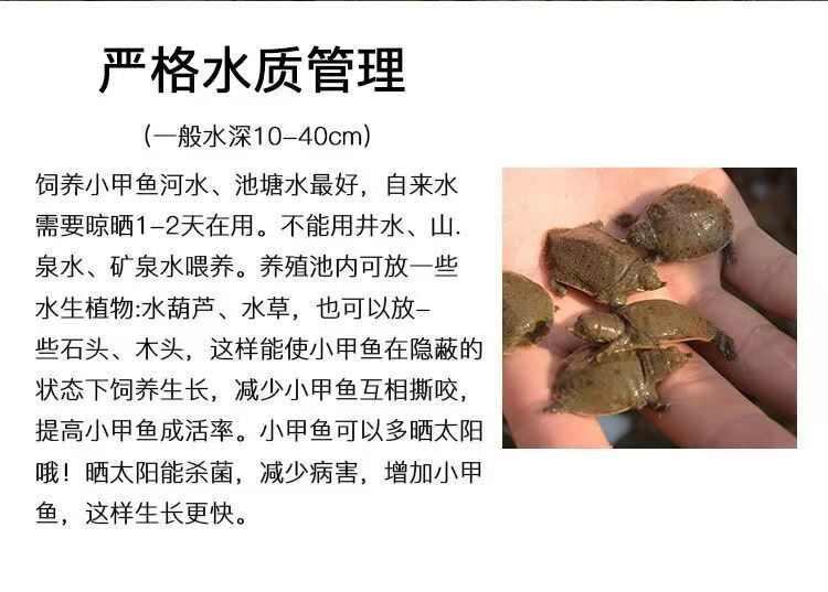 小甲鱼苗批发多中华鳖大苗水鱼团鱼甲鱼苗