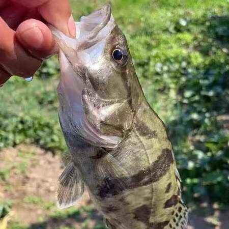 桂花鱼苗鳜鱼苗淡水鱼塘水库养殖精品凶猛肉食桂鱼苗鳌花鱼可专养