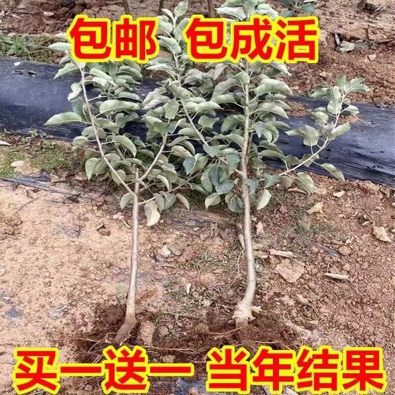 爆品黄金维纳斯苹果树苗当年结果黄金苹果树苗不挑气候南北方种植
