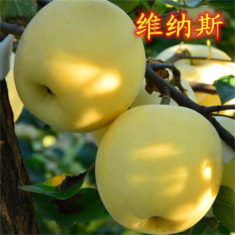 爆品黄金维纳斯苹果树苗当年结果黄金苹果树苗不挑气候南北方种植