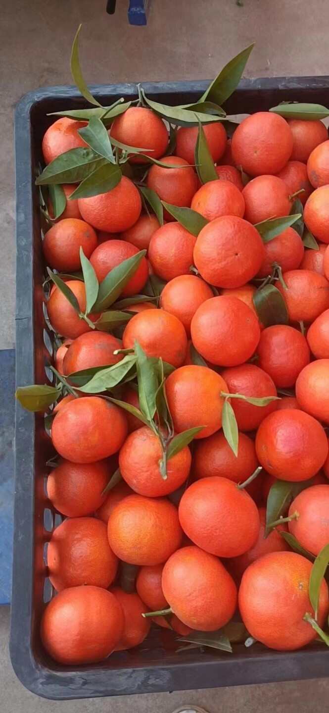 东方红蜜桔甘甜可口色泽艳丽糖度好
