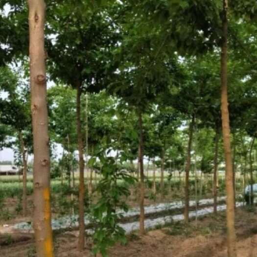 沛县处理高杆柘树400棵