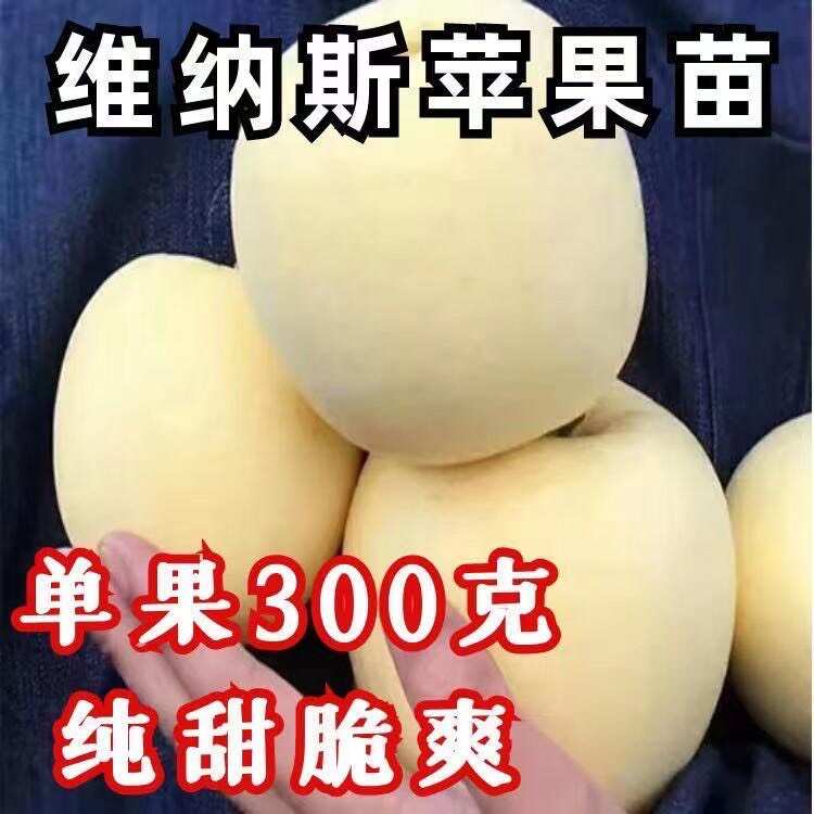 爆品黄金维纳斯苹果树苗当年结果黄金苹果树苗不挑气候南北方种植