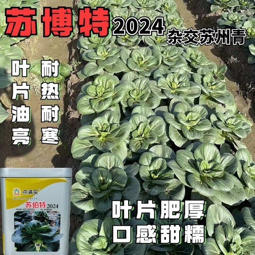 沭阳县苏博特2024杂交苏州青种子耐热耐寒叶片肥大黑叶油亮矮脚青菜