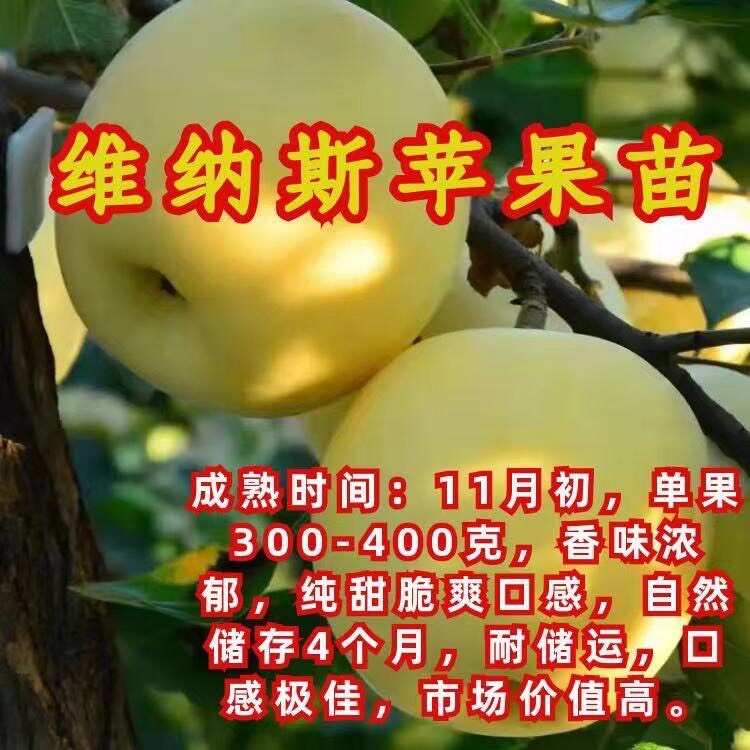 爆品黄金维纳斯苹果树苗当年结果黄金苹果树苗不挑气候南北方种植