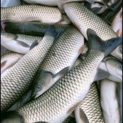 昆山市草鱼