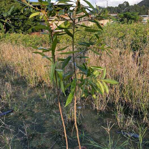 广州木荷