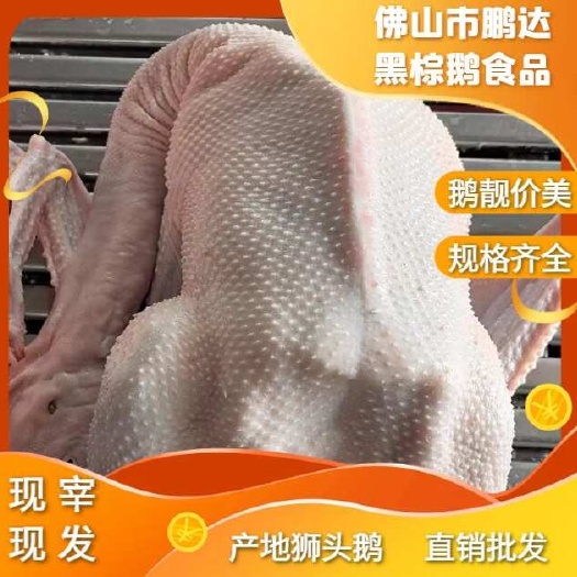 佛山新鲜狮头鹅